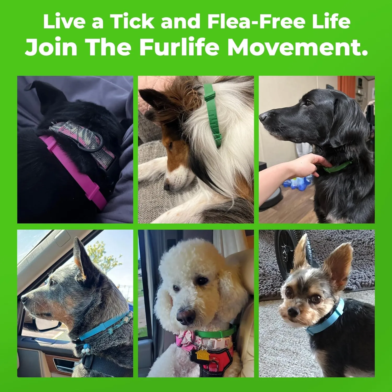 FurLife Flea and Tick Collar for Dogs  Waterproof Green Dog Collar, Pet Supplies for Tick and Flea Prevention for Dogs, Safe for All Breeds