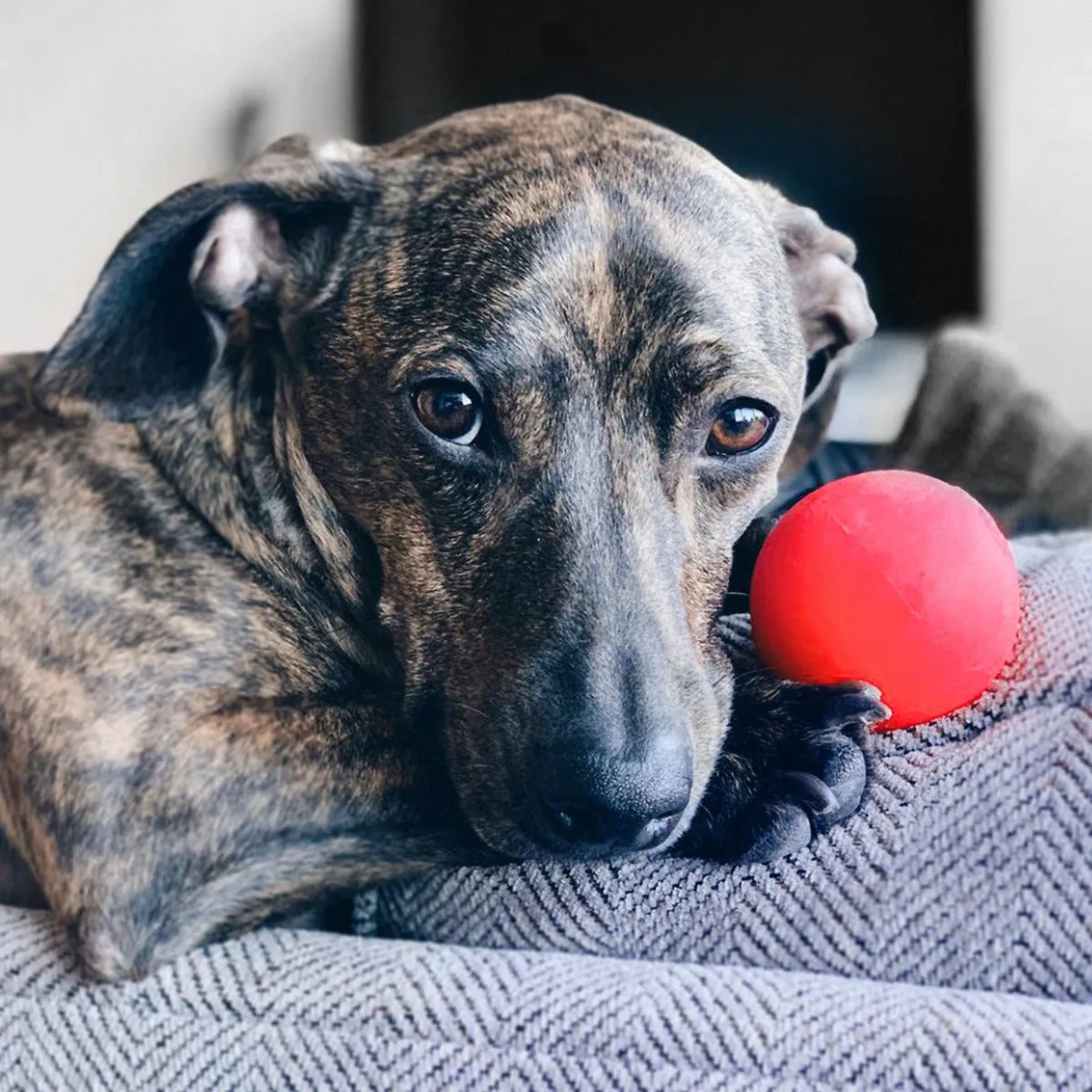 Ruff Dawg Rough Ball