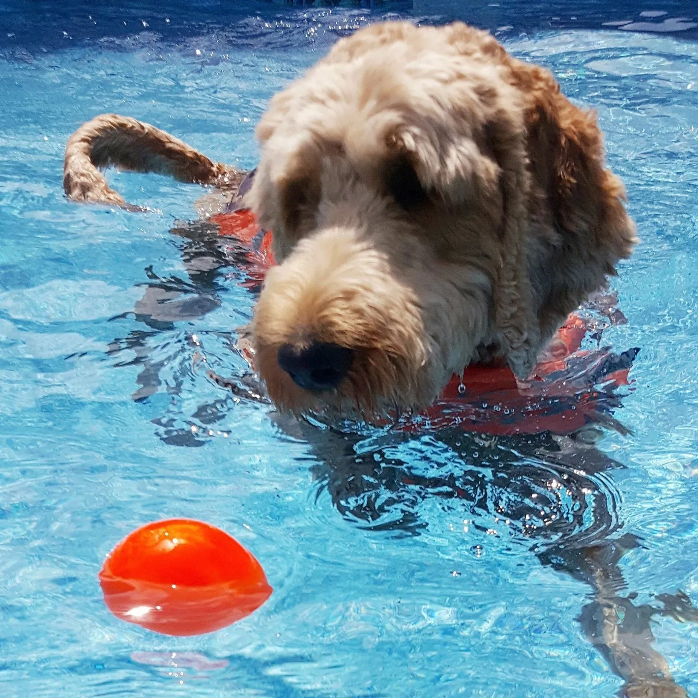 Ruff Dawg Rough Ball
