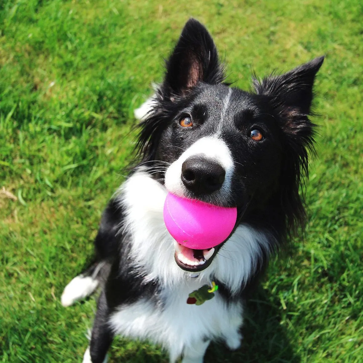Ruff Dawg Rough Ball