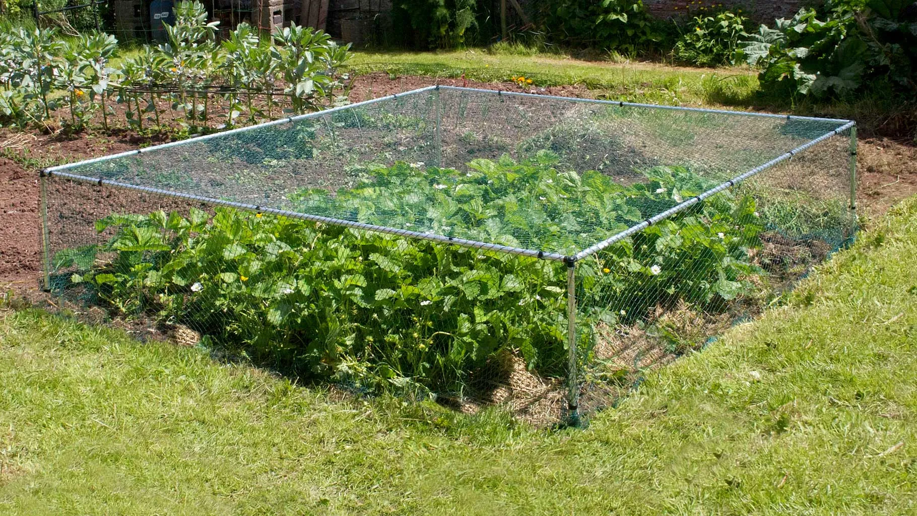 Strawberry Cages