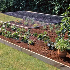 Strawberry Cages
